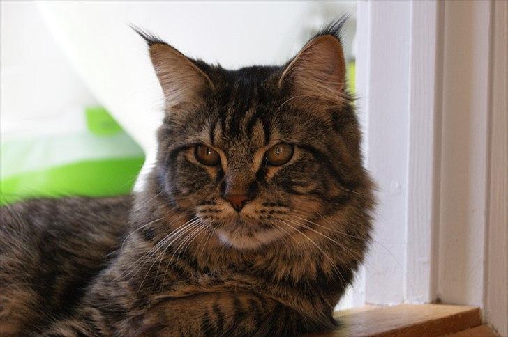 Maine Coon Joey - joey 9 måneder  billede 12