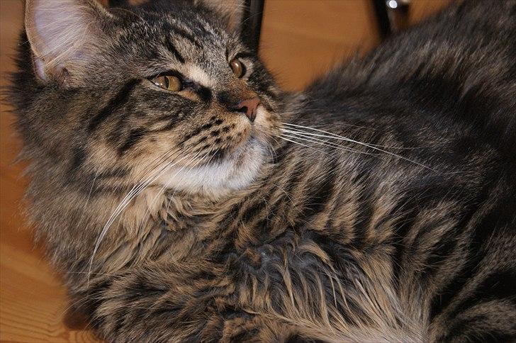 Maine Coon Joey billede 13