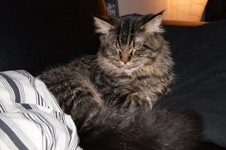 Maine Coon Joey - Joey 8 måneder billede 14