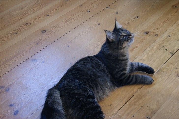 Maine Coon Joey billede 15