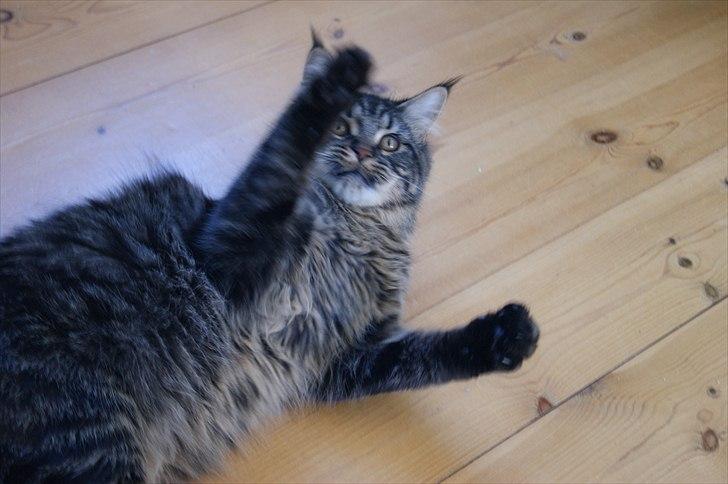 Maine Coon Joey billede 16