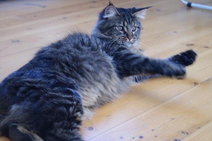 Maine Coon Joey billede 17