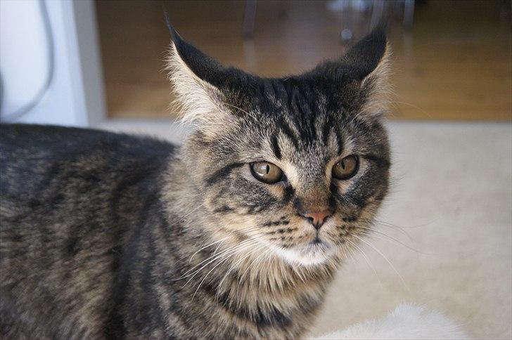 Maine Coon Joey - Joey 10 måneder billede 1