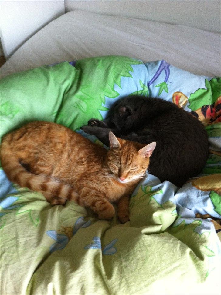 Blanding af racer Athene billede 6