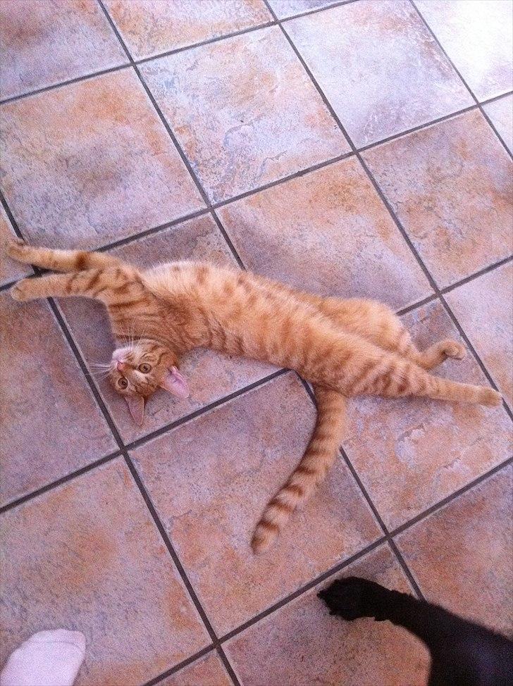 Blanding af racer Athene billede 7