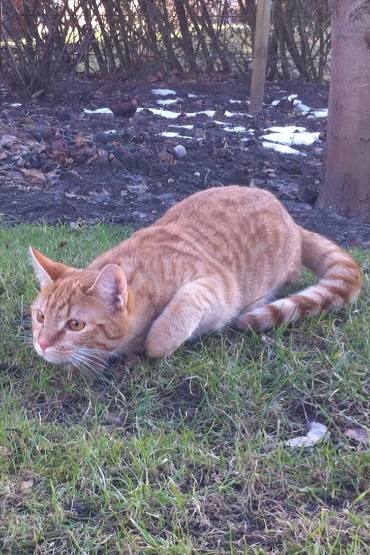 Blanding af racer Athene billede 8