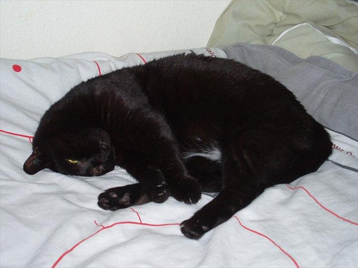 Huskat Musli - FEDTE RØV ! billede 18