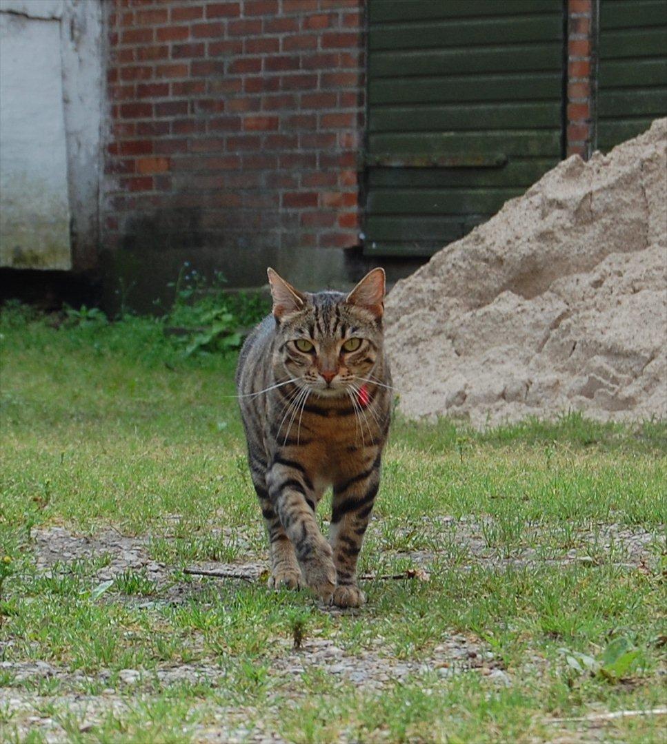 Huskat Mindy billede 1