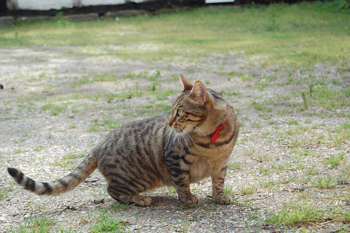 Huskat Mindy billede 2