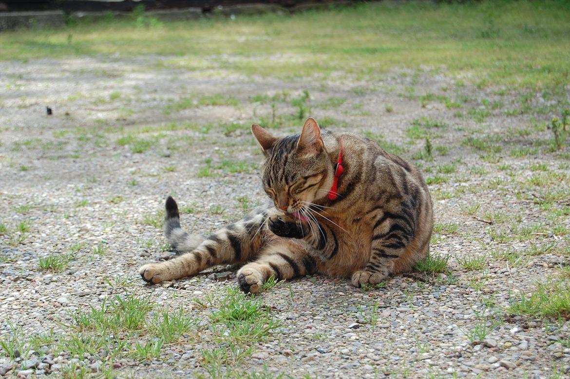 Huskat Mindy billede 3