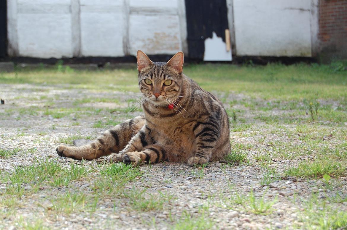 Huskat Mindy billede 4