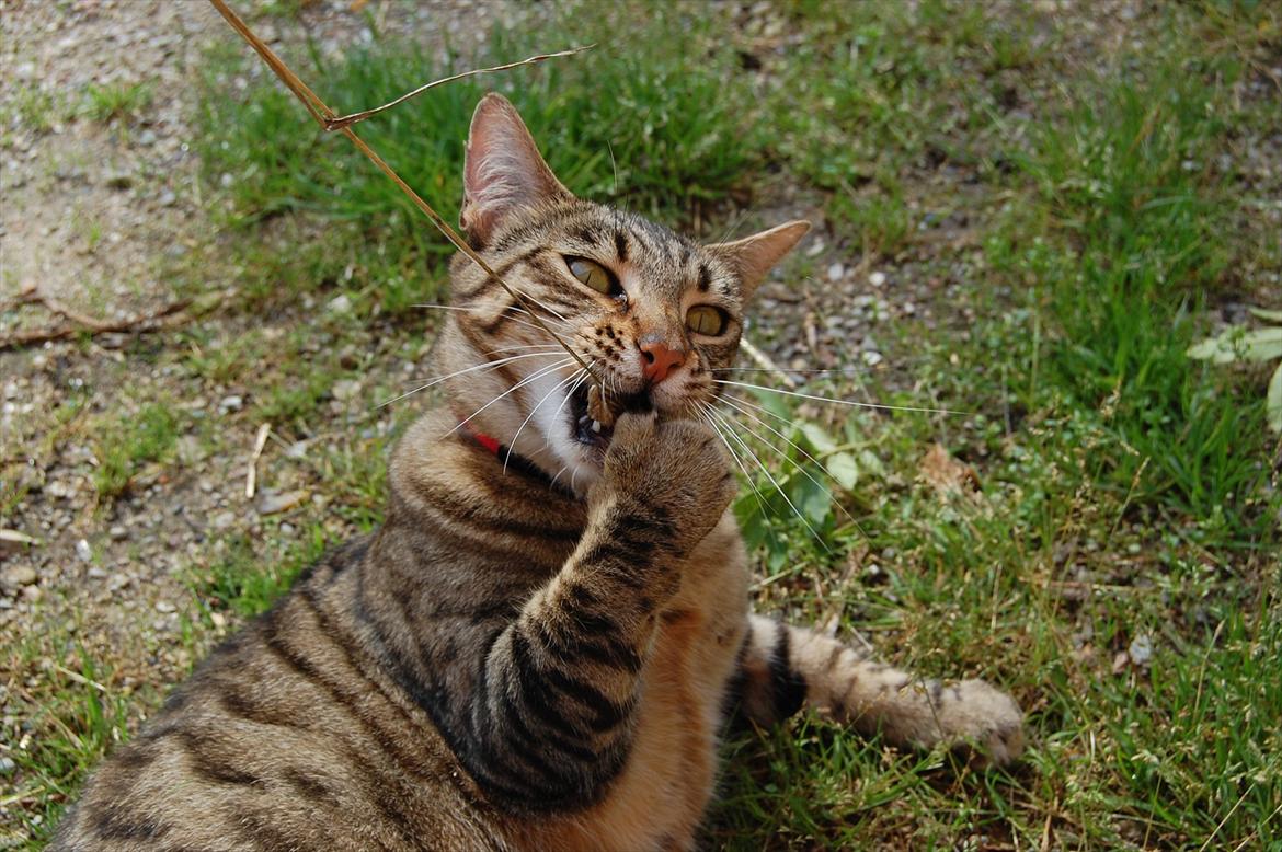 Huskat Mindy billede 5