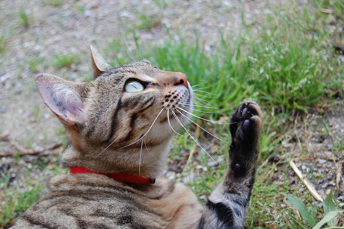 Huskat Mindy billede 6