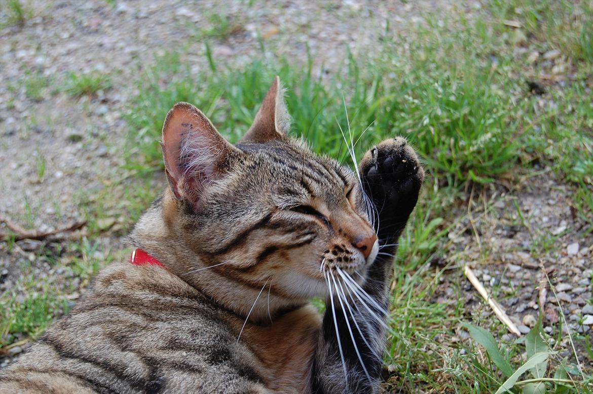 Huskat Mindy billede 7