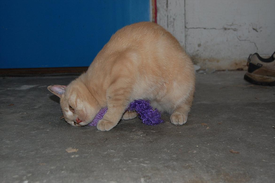 Huskat Moby billede 14