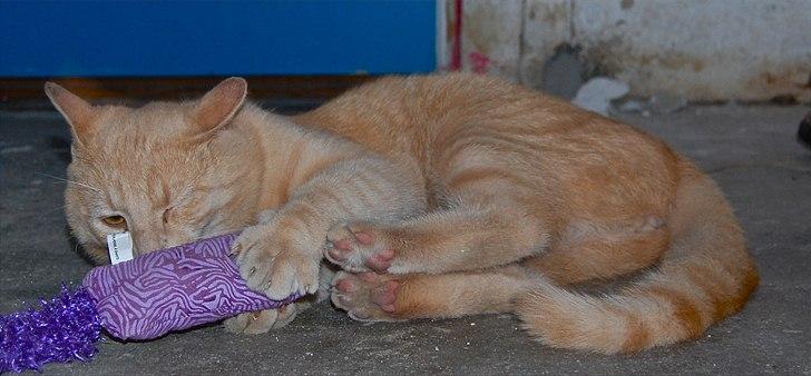 Huskat Moby billede 13