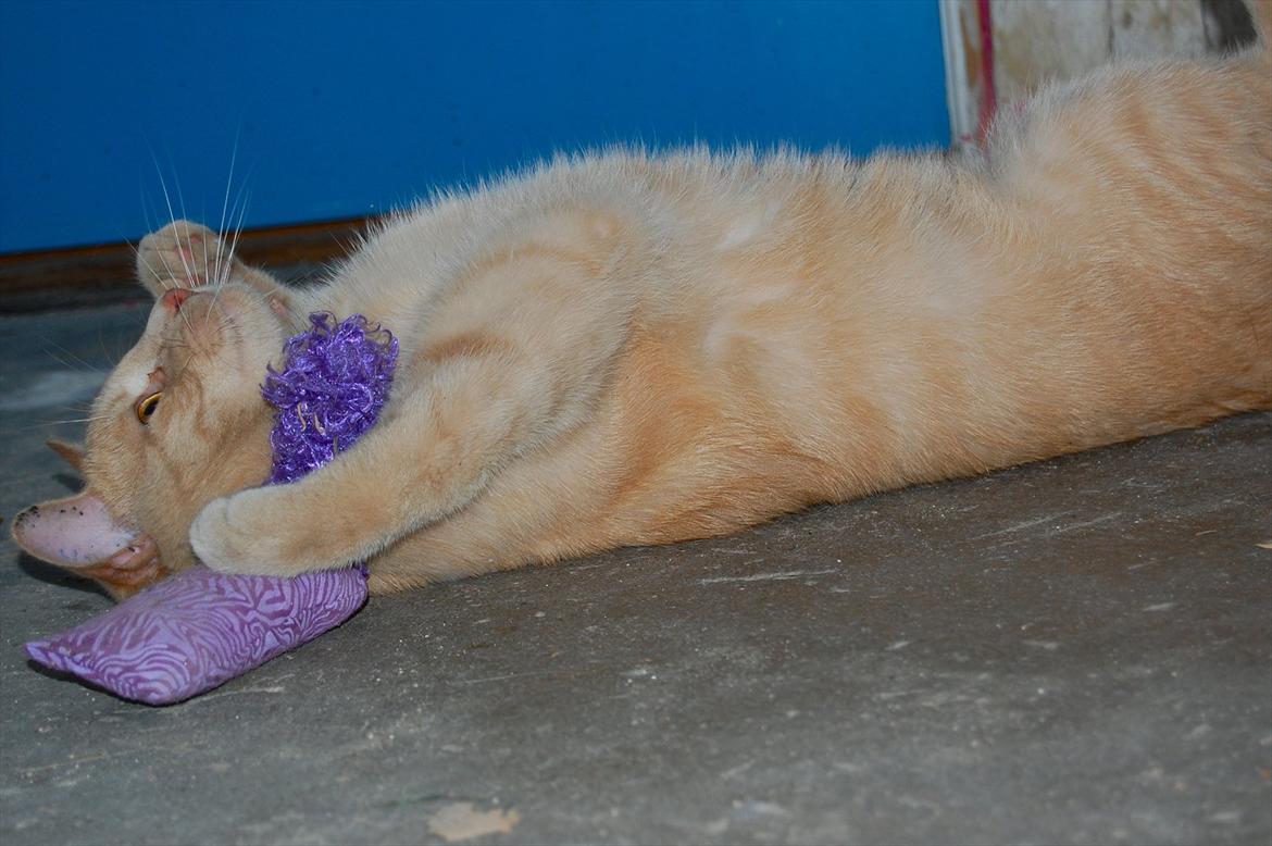 Huskat Moby billede 6