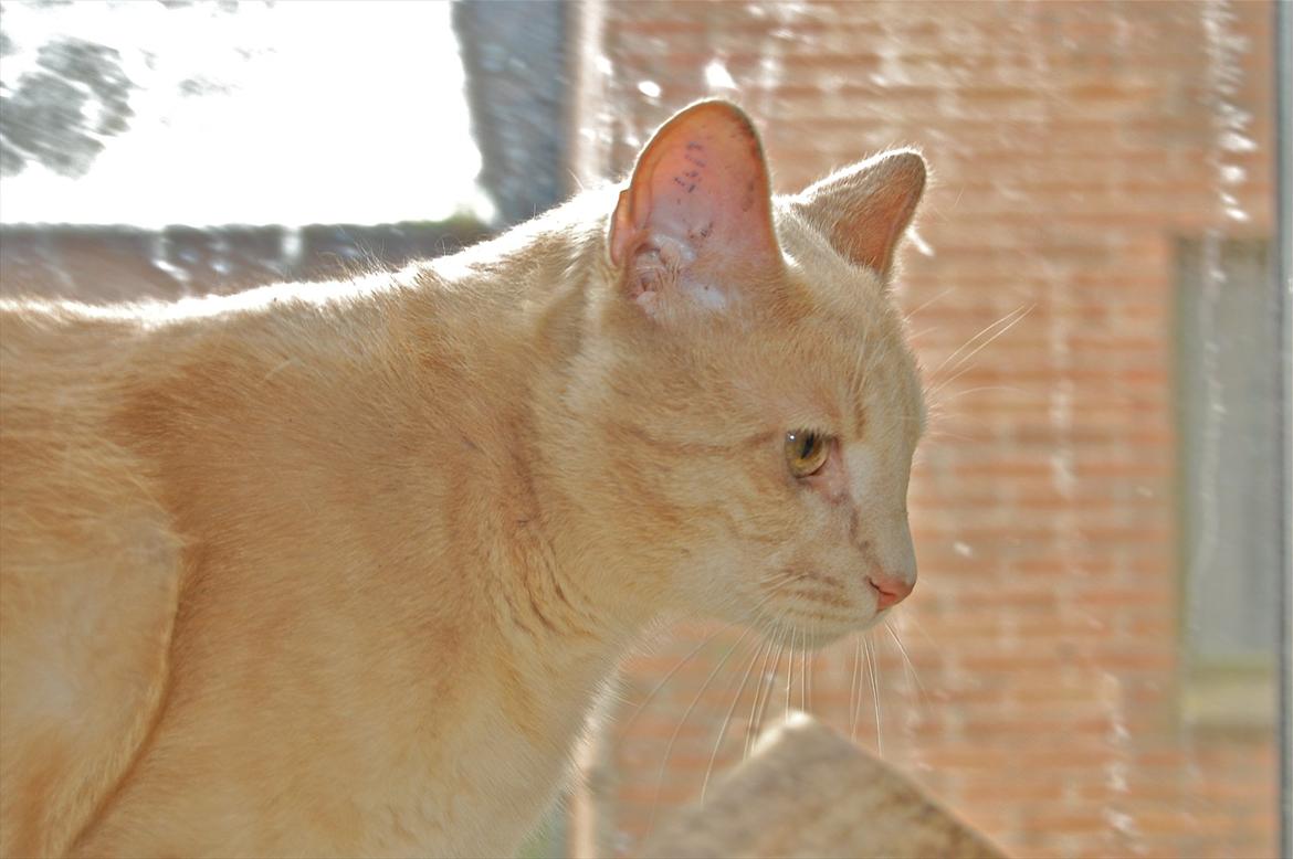 Huskat Moby billede 7