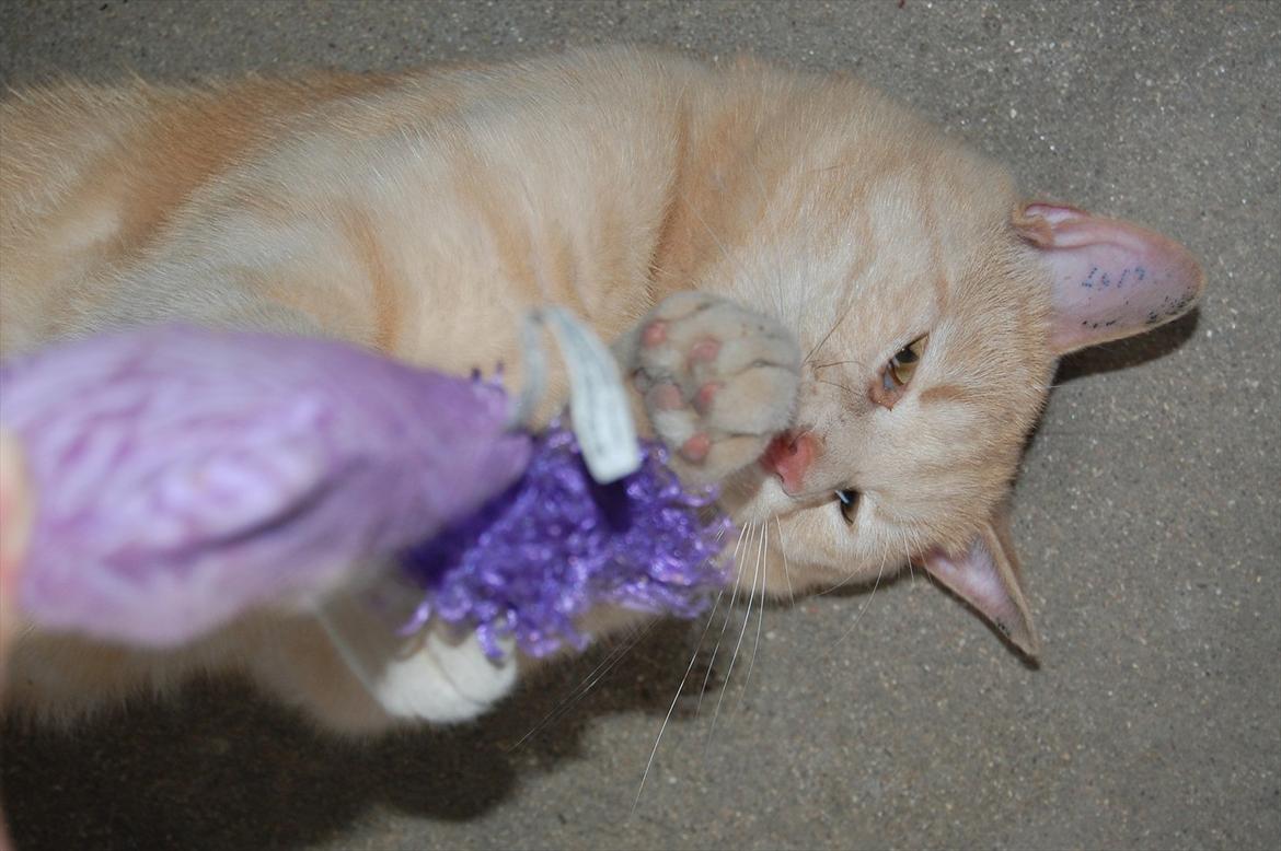 Huskat Moby billede 8