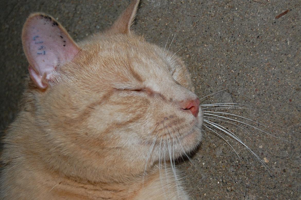 Huskat Moby billede 9