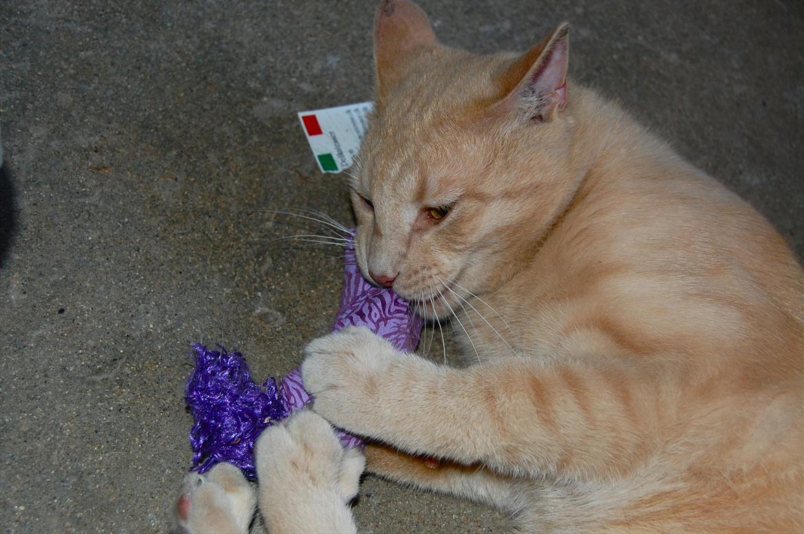 Huskat Moby billede 10