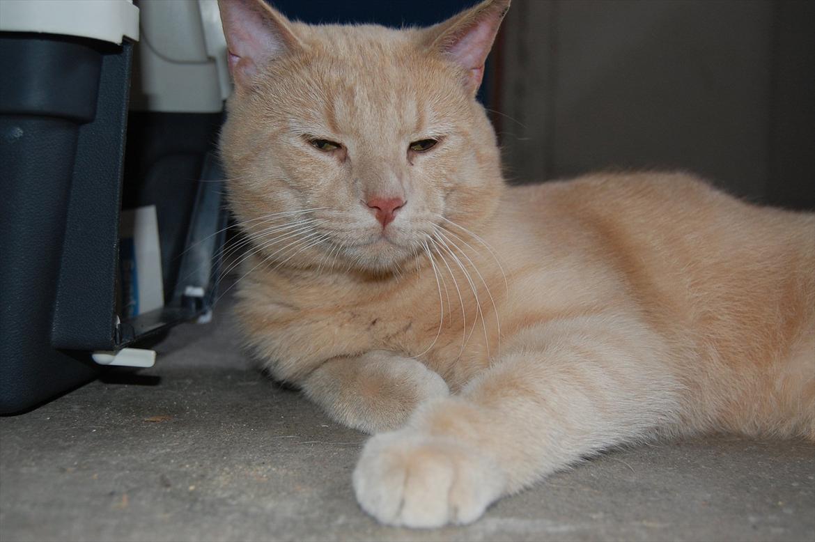 Huskat Moby billede 11