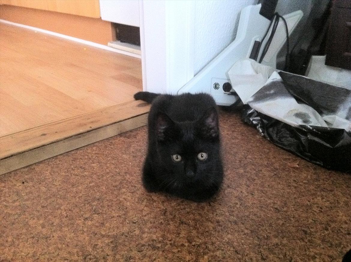 Huskat Preben - Omkring 13 uger billede 1