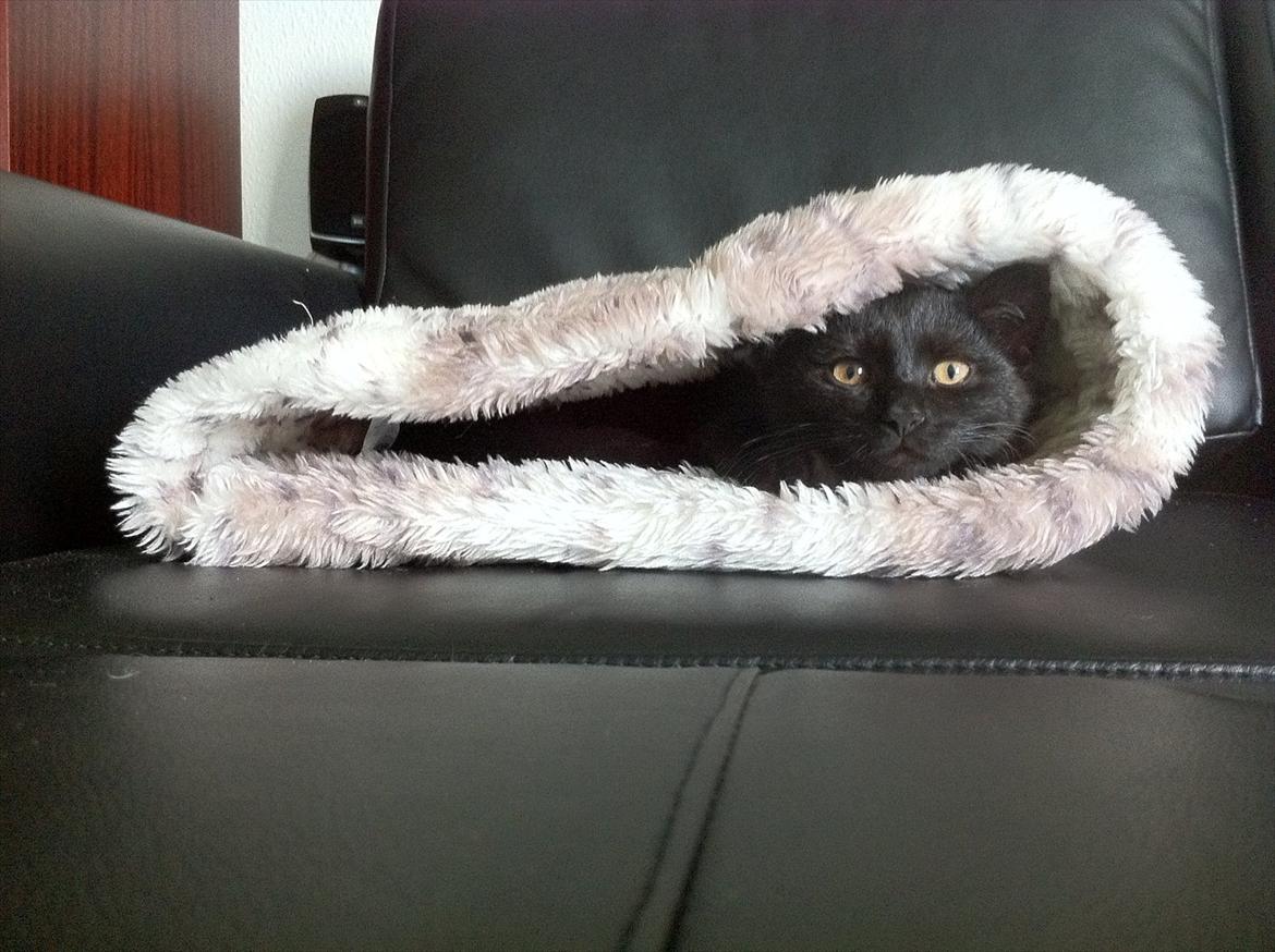 Huskat Preben - Hygger i ''Katteposen'' billede 2