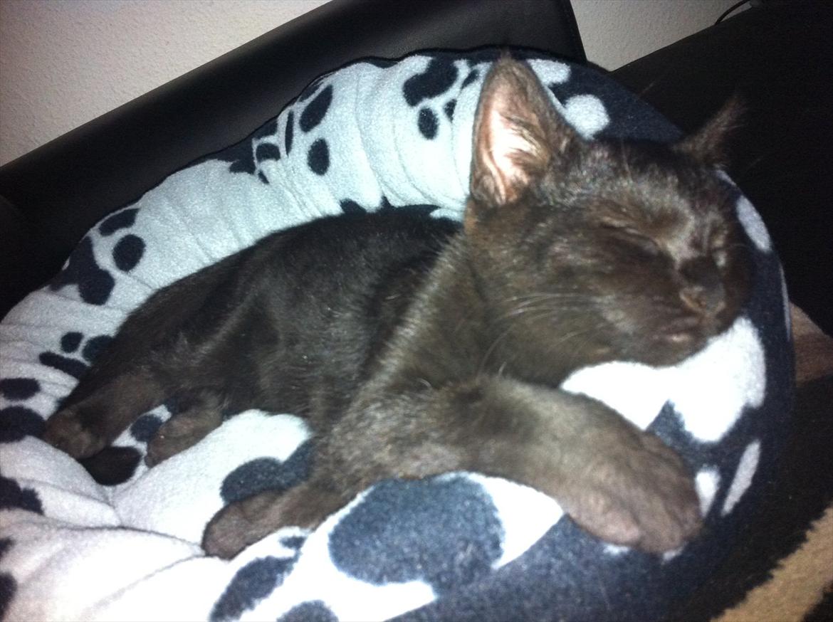 Huskat Preben - Jaa,, det er sq hårdt at jage fluer.! billede 3