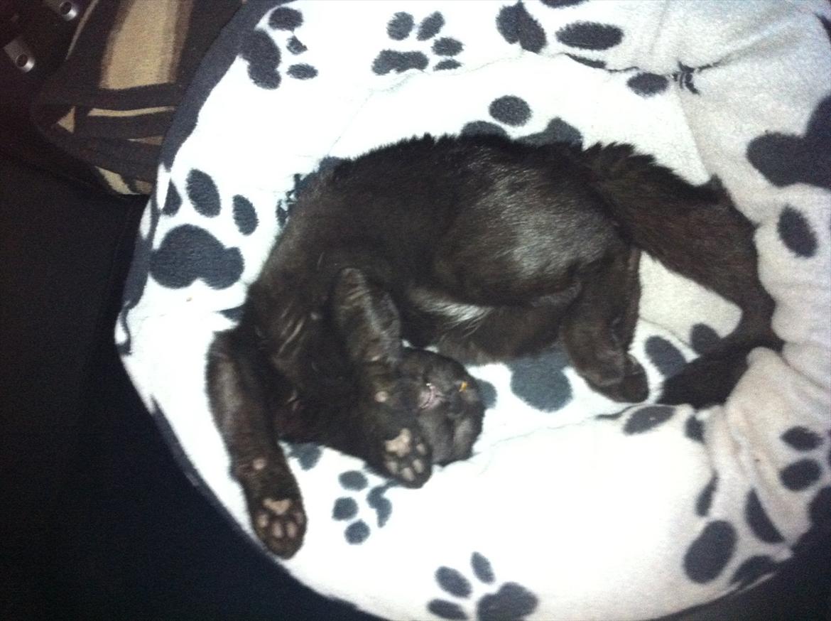 Huskat Preben - Utroligt han kan ligge sådan der, billede 5