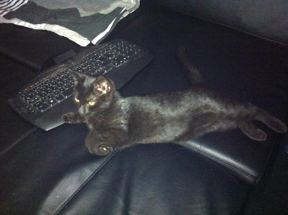 Huskat Preben - Tar' en slapper billede 6