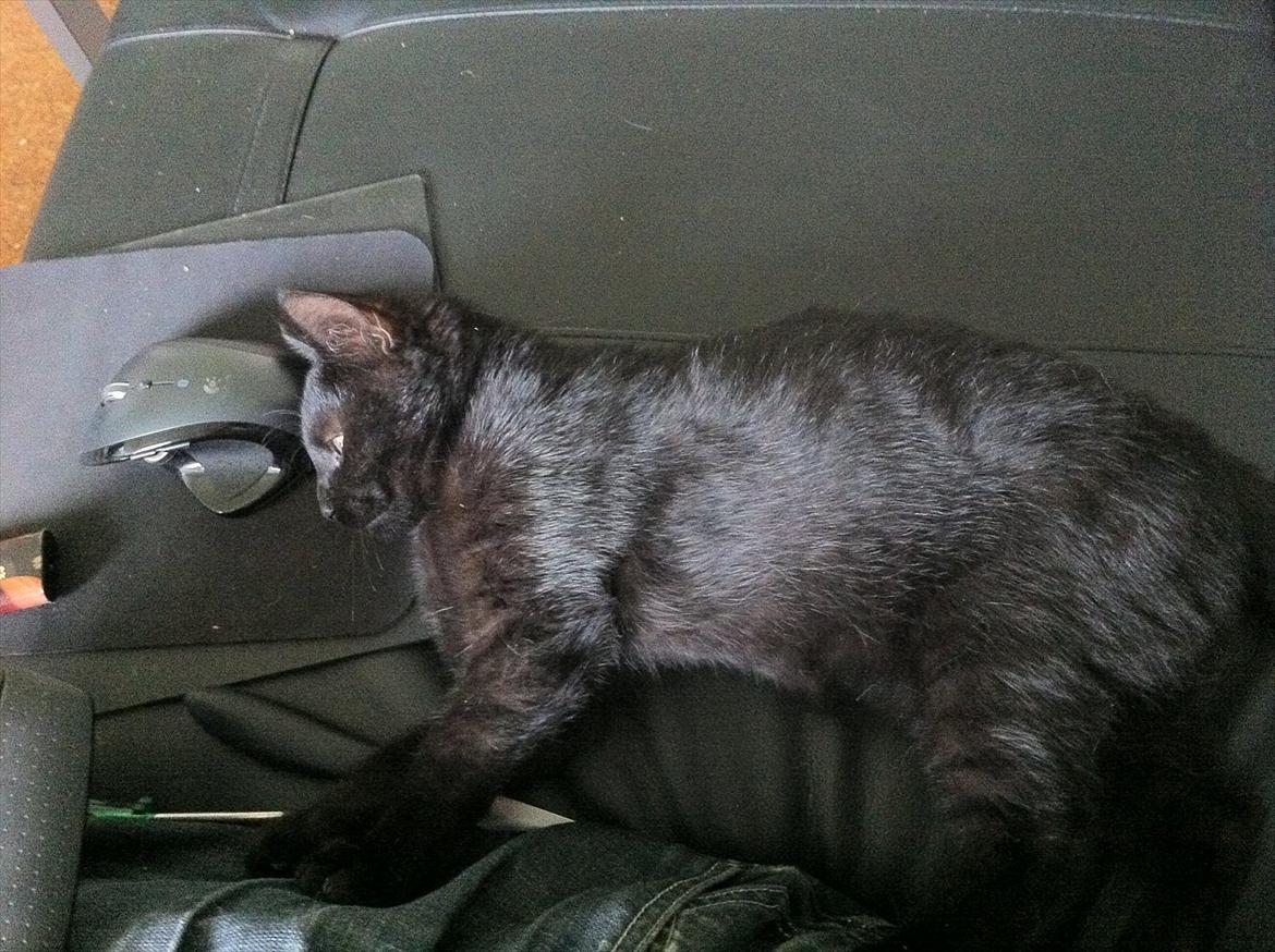 Huskat Preben billede 7