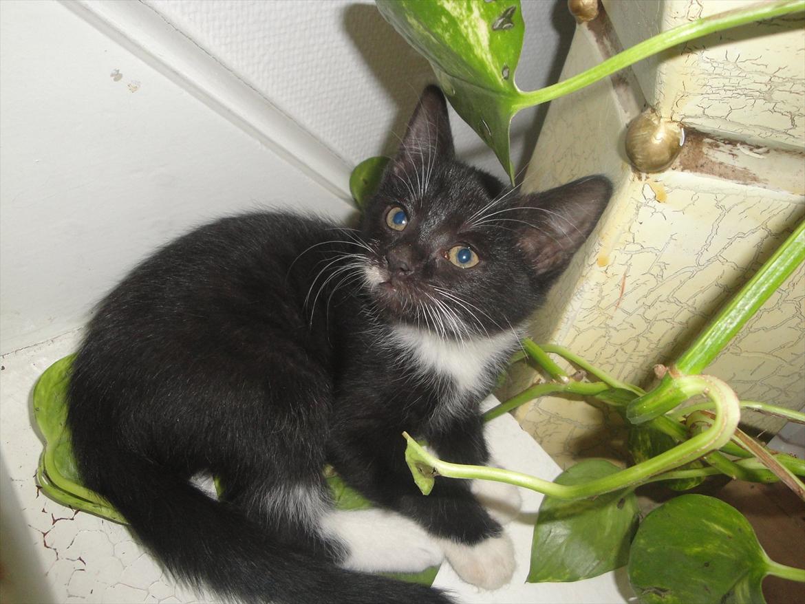 Blanding af racer mini billede 1