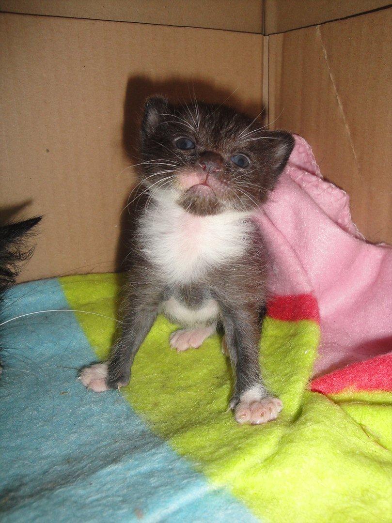 Blanding af racer mini billede 2