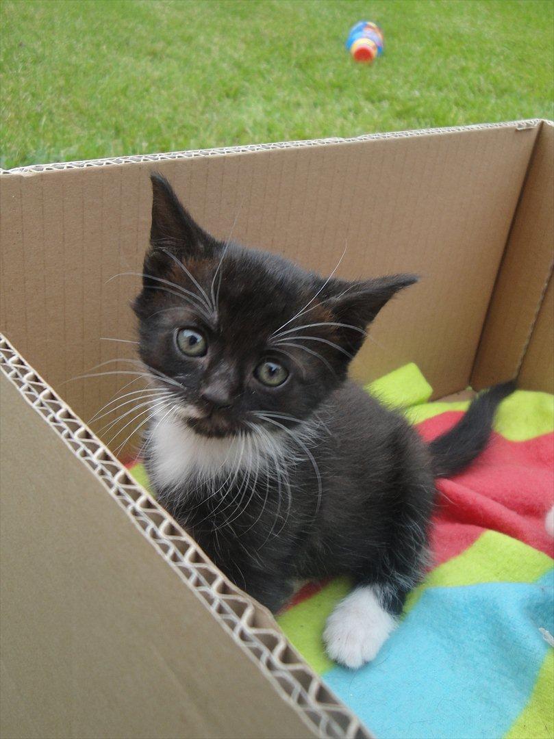 Blanding af racer mini billede 5