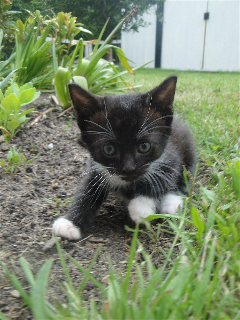 Blanding af racer mini billede 3