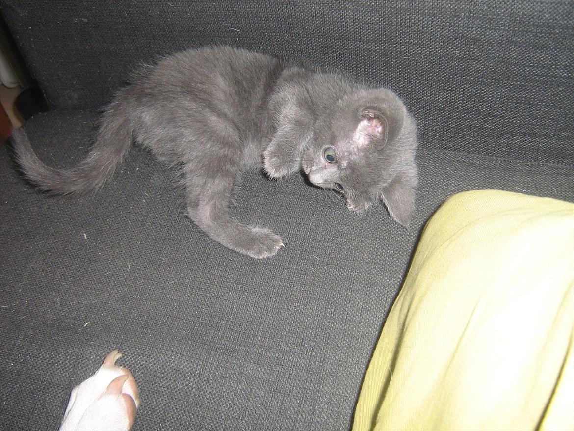 Blanding af racer Lille *psykopatus* billede 1