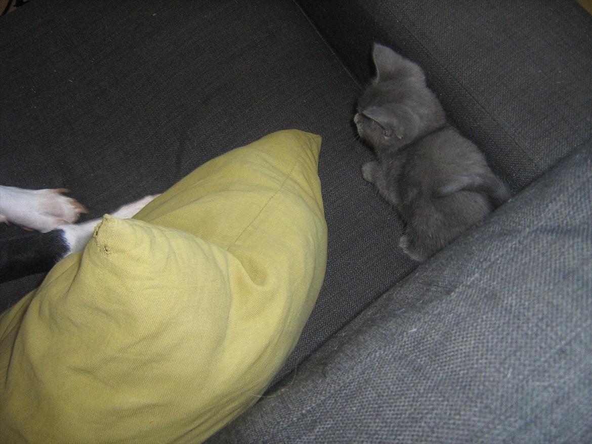 Blanding af racer Lille *psykopatus* billede 2