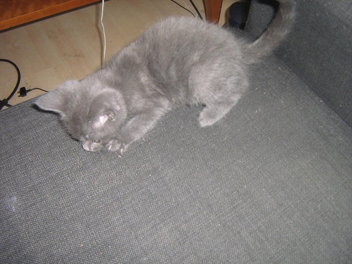 Blanding af racer Lille *psykopatus* billede 3