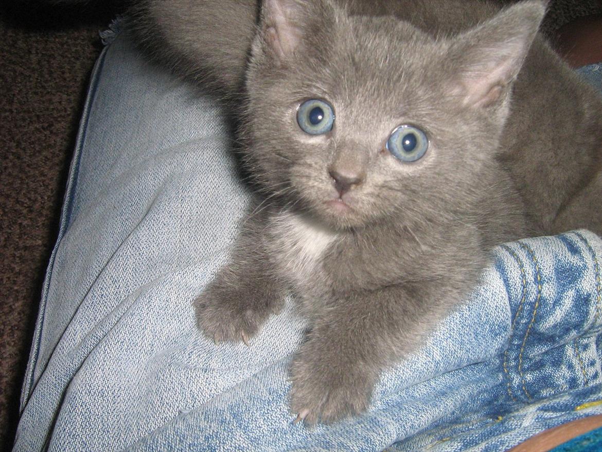 Blanding af racer Lille *psykopatus* billede 4