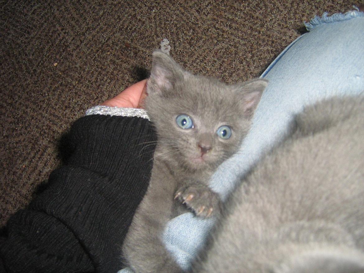 Blanding af racer Lille *psykopatus* billede 5