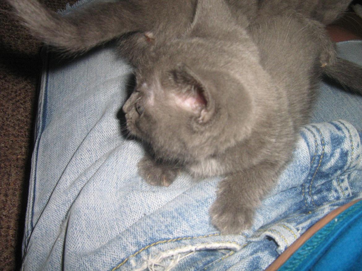 Blanding af racer Lille *psykopatus* billede 6