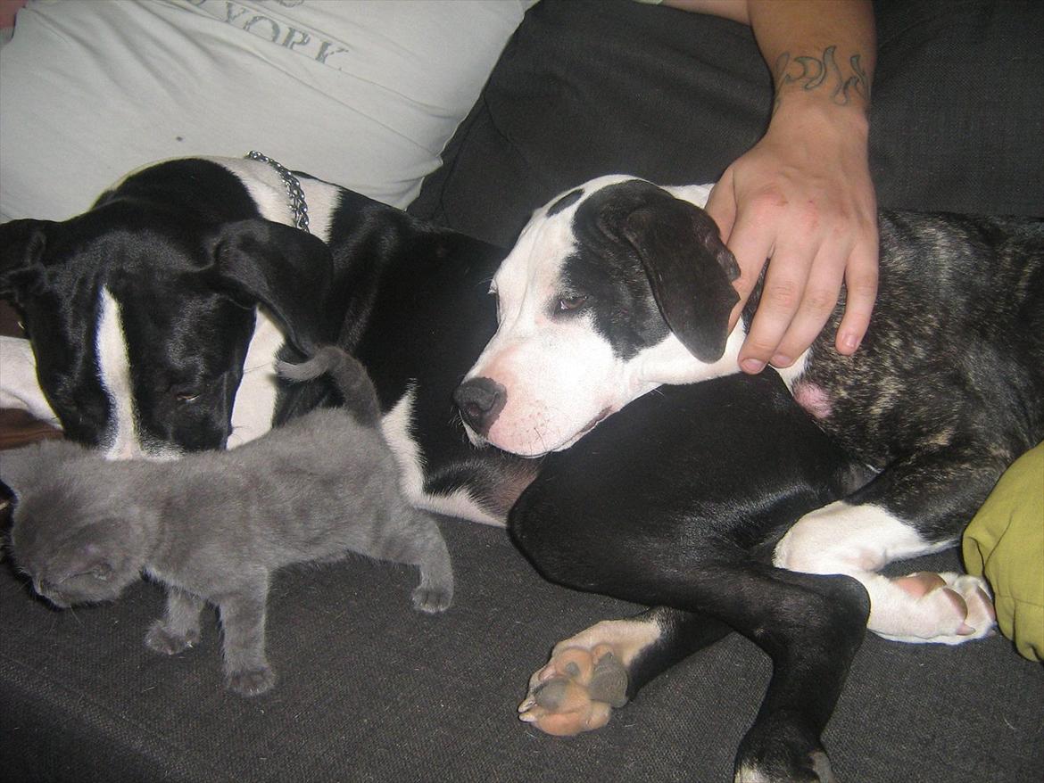 Blanding af racer Lille *psykopatus* billede 7