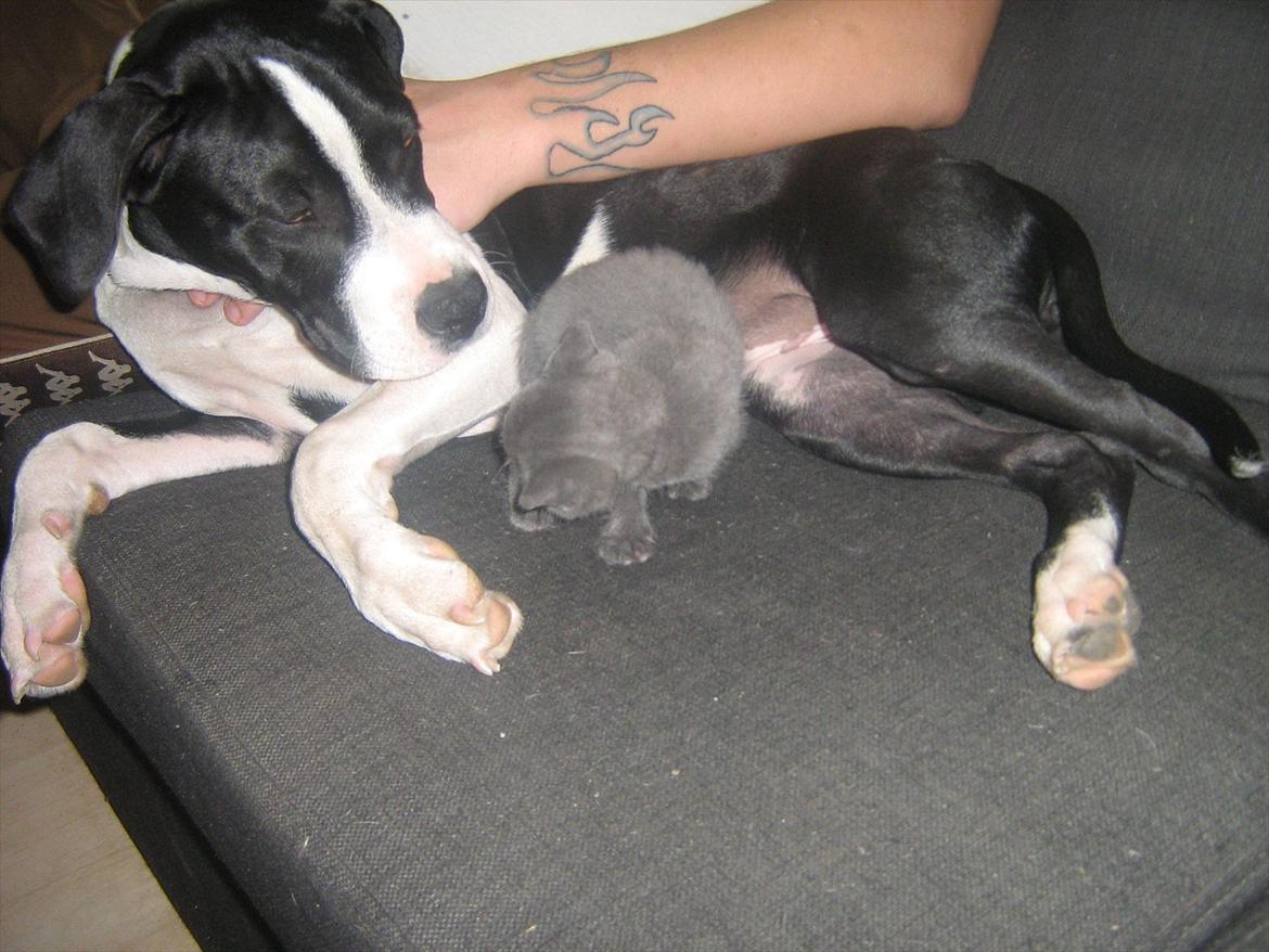 Blanding af racer Lille *psykopatus* billede 8