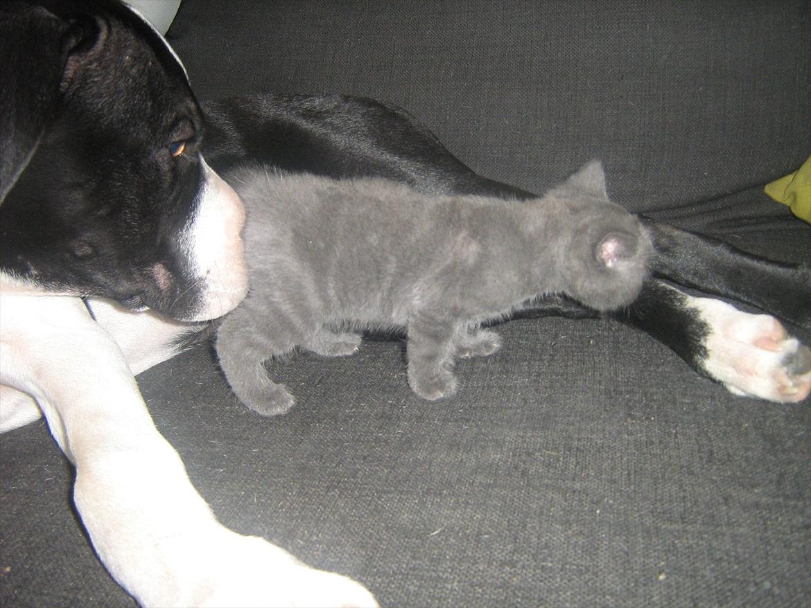 Blanding af racer Lille *psykopatus* billede 9