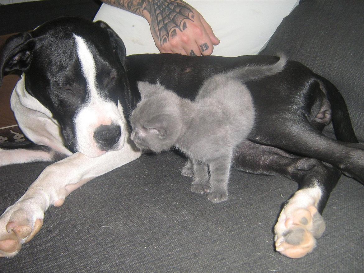 Blanding af racer Lille *psykopatus* billede 10