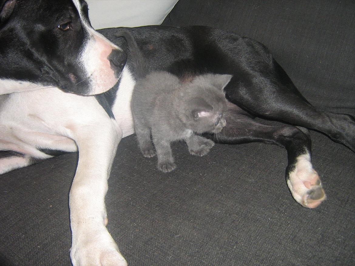 Blanding af racer Lille *psykopatus* billede 11