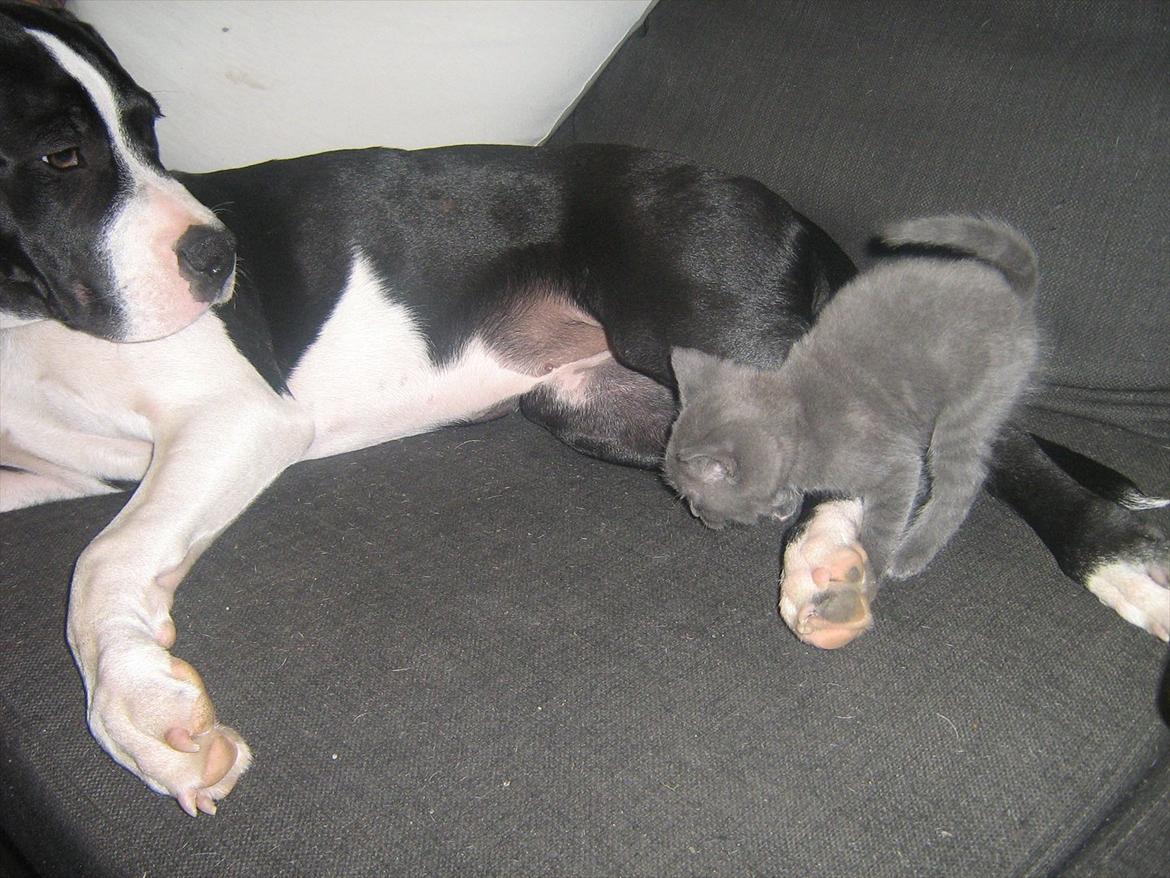 Blanding af racer Lille *psykopatus* billede 12