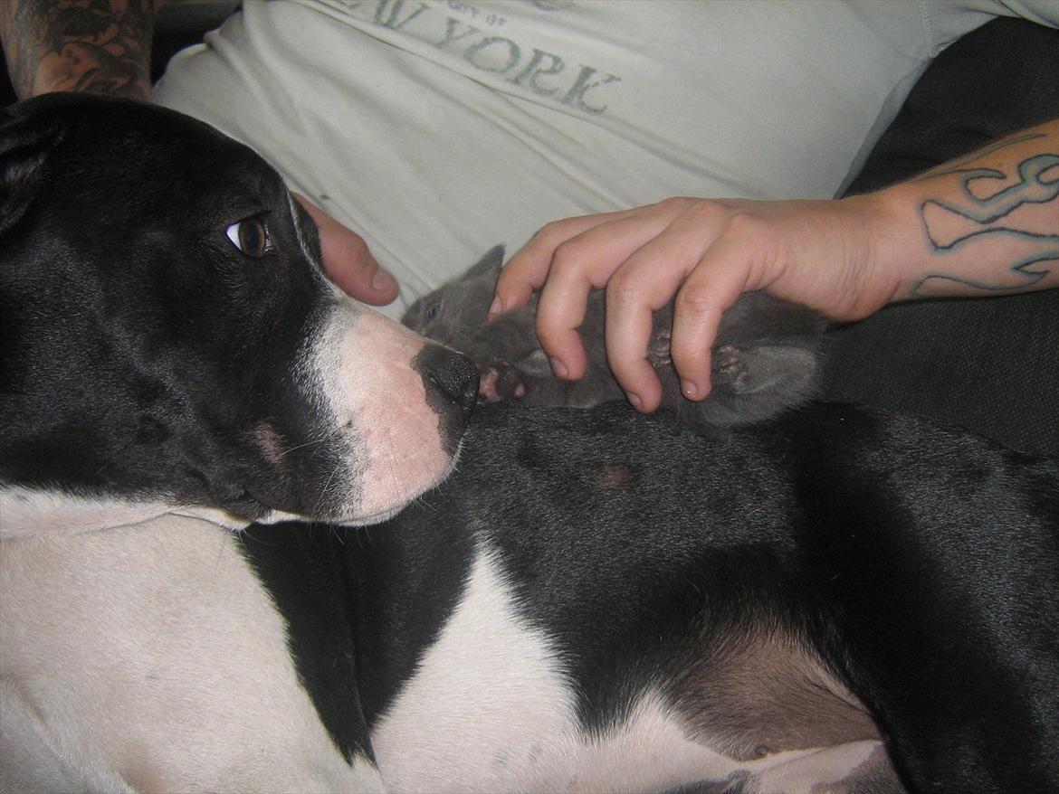 Blanding af racer Lille *psykopatus* billede 13