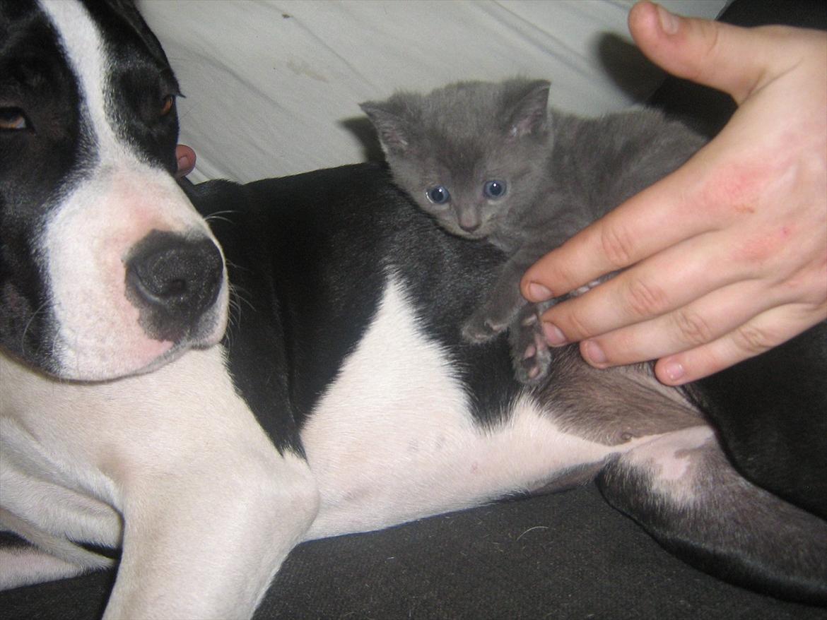 Blanding af racer Lille *psykopatus* billede 14